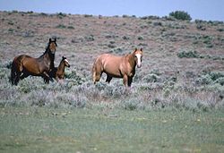 Two horses in a field. The one on the left is a dark brown with black mane and tail. The one on the right is a light red all over.