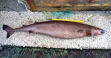 side view of a slender brown shark with small fins and large green eyes, with a pencil alongside to show that it is of small size