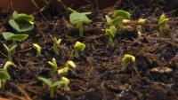 File:Timelapse-Basil-growing.ogv