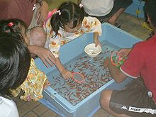 Vista de cima de crianças se reuniram em torno de uma banheira rectangular de cor azul pálido enchido com muitos pequenos peixes nadando laranja em água. Uma menina no topo da cena inclina-se sobre a banheira, com uma colher-de-rosa em sua mão direita e uma bacia branca na mão esquerda.