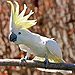 Cacatua galerita -perching no ramo -crest-8a-2c.jpg