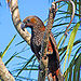 Kaka (Nestor meridionalis) - Wellington -NZ-8-2c.jpg