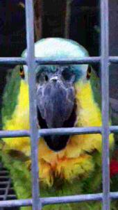 Arquivo: Amazona aestiva -O Parrot Zoo, Friskney, Lincolnshire, Inglaterra -laughing-8a.ogv