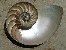 Uma fotografia de um escudo do nautilus '.