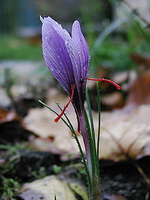 Uma flor violeta única forma de concha está em foco centro nítido amdist um dia turva e nublada pano de fundo jardim do solo, folhas e serapilheira. Quatro espinha-como as folhas verdes estreitas flanquear o caule da flor antes de curvar para fora. A partir da base da flor emergem duas projeções semelhantes a haste de carmesim torto e brilhante que aponta para baixo para os lados. Eles são muito finas e metade do comprimento da flor.