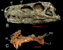 Crânio de dinossauro com longa mandíbula, dentes e cabeça oca