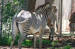 Equus grevyi em zoo2.jpg